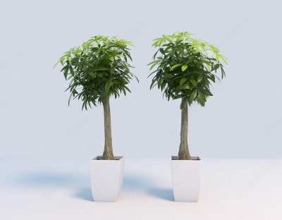 现代发财树3D模型下载